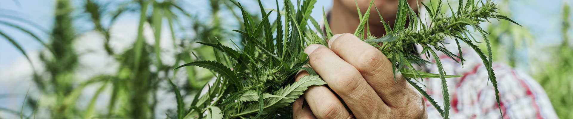 Ein Bauer mit legalem Hanf für die Herstellung von CBD Öl