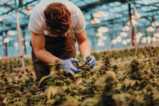 Ein Mann in einer B2B CBD Anbaufläche in Deutschland