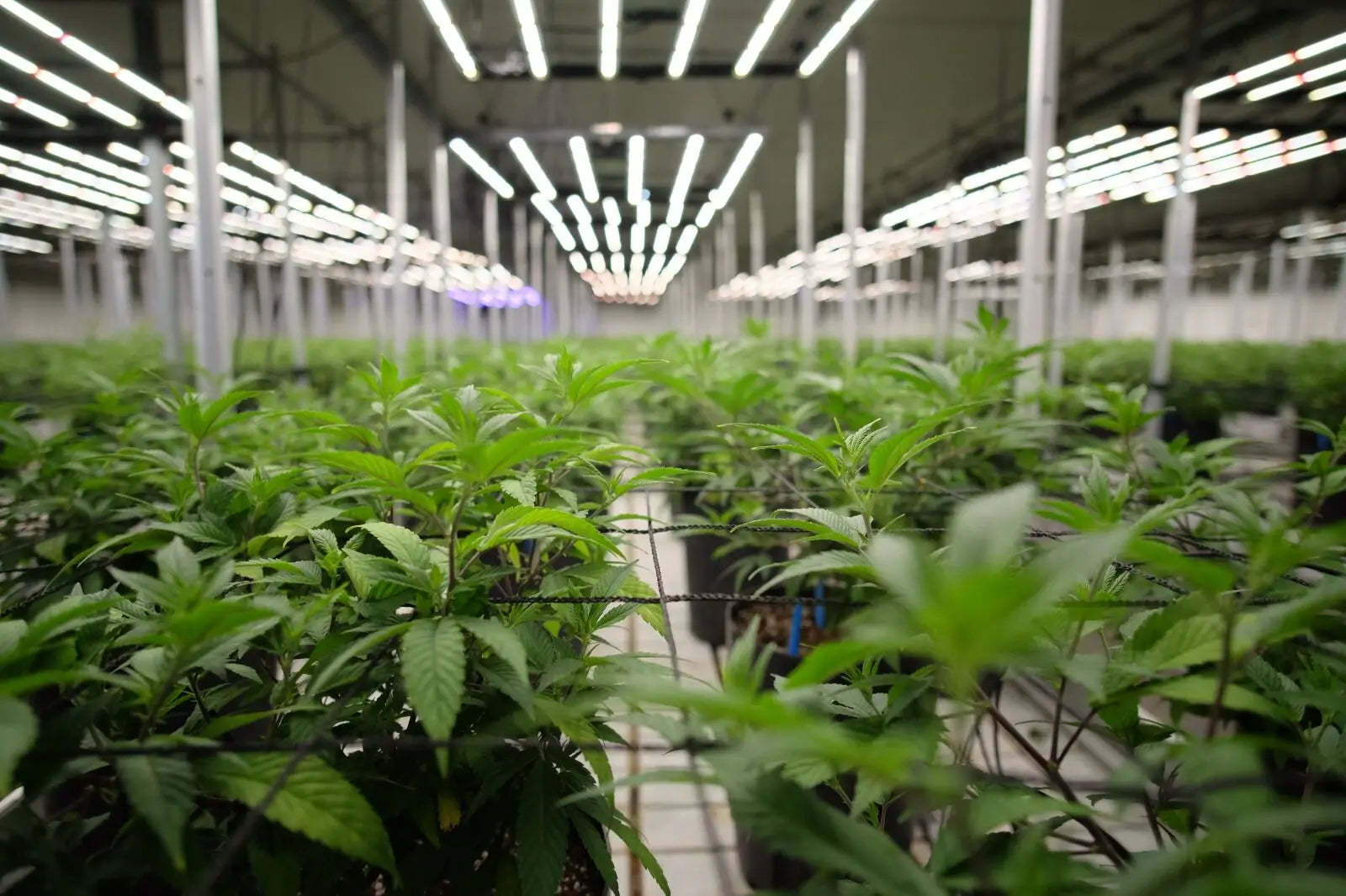 Eine Anbaufläche für den CBD Großhandel