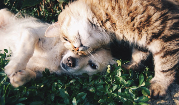 Zwei Tiere nach der Nutzung von CBD Öl