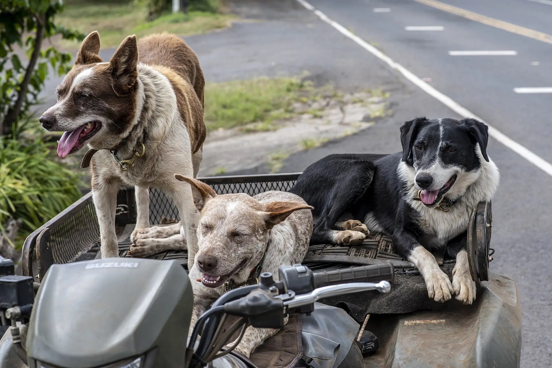 Drei Hunde nach der Dosierung von CBD Öl für Hunde