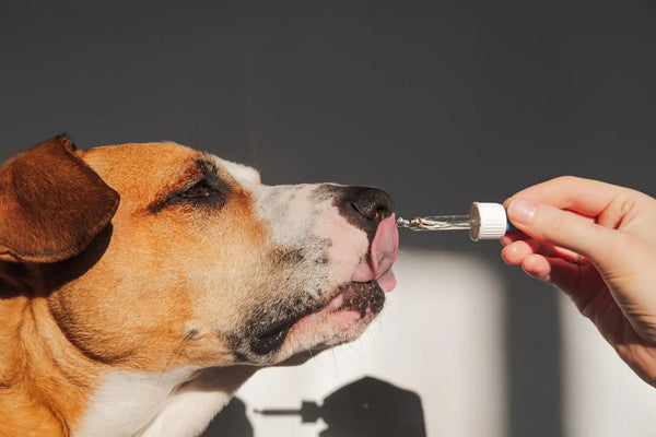 Ein Hund nutzt CBD Öl für Tiere